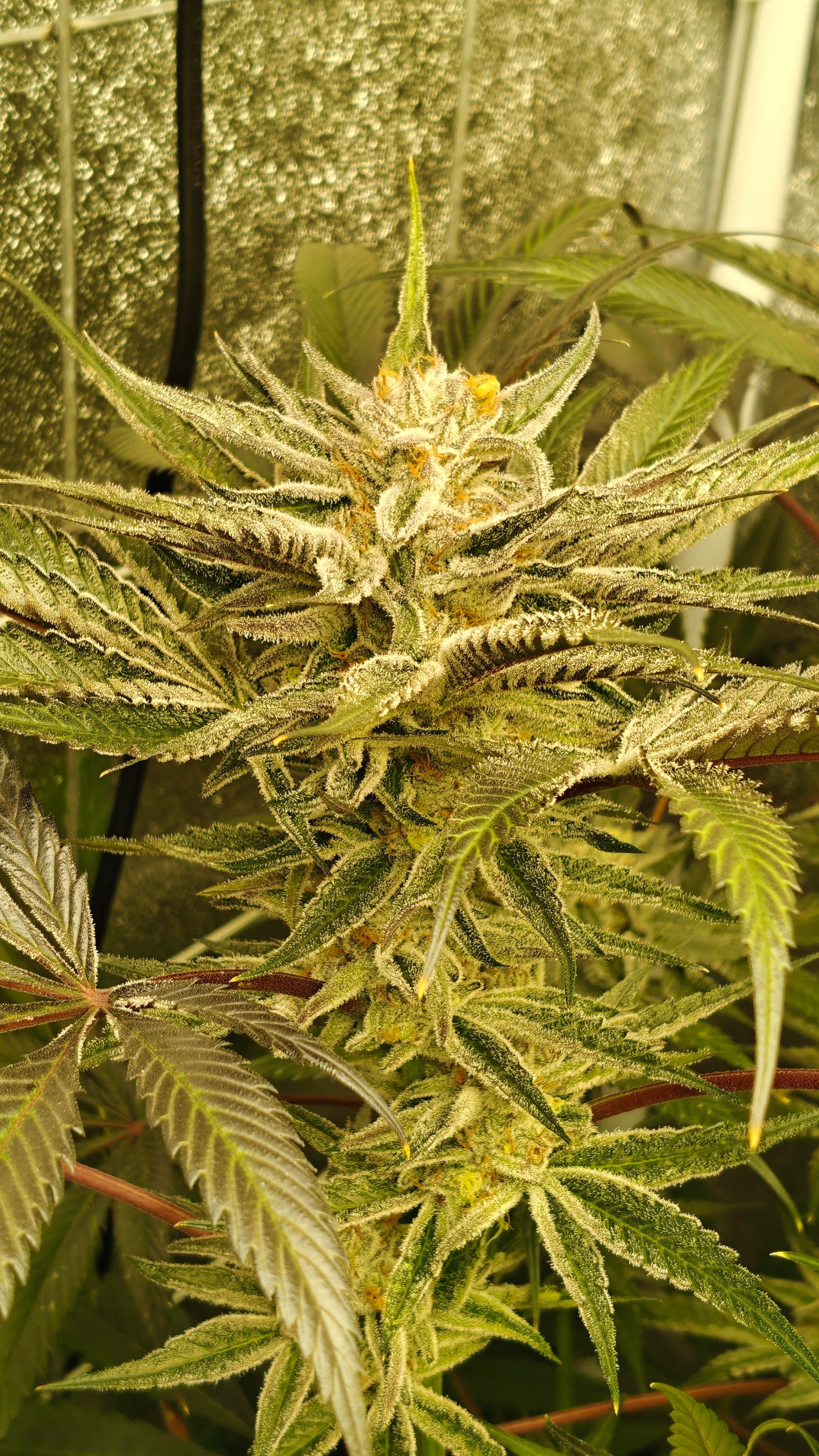 Hoodwink *LIMITED (fem)