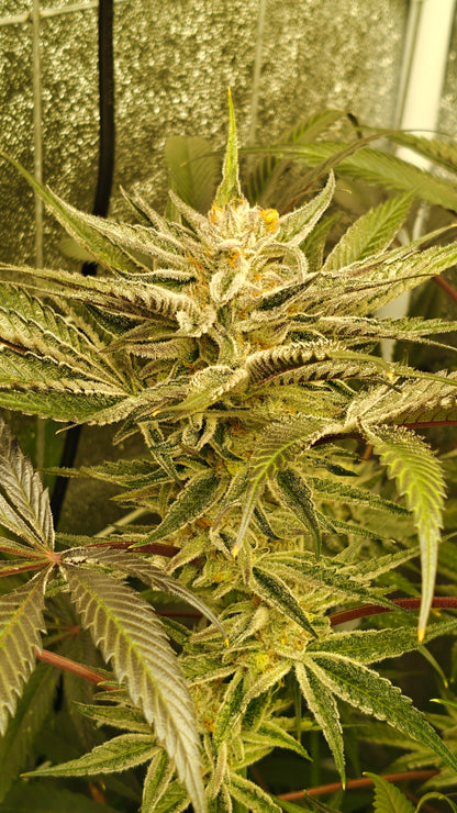 Hoodwink *LIMITED (fem)
