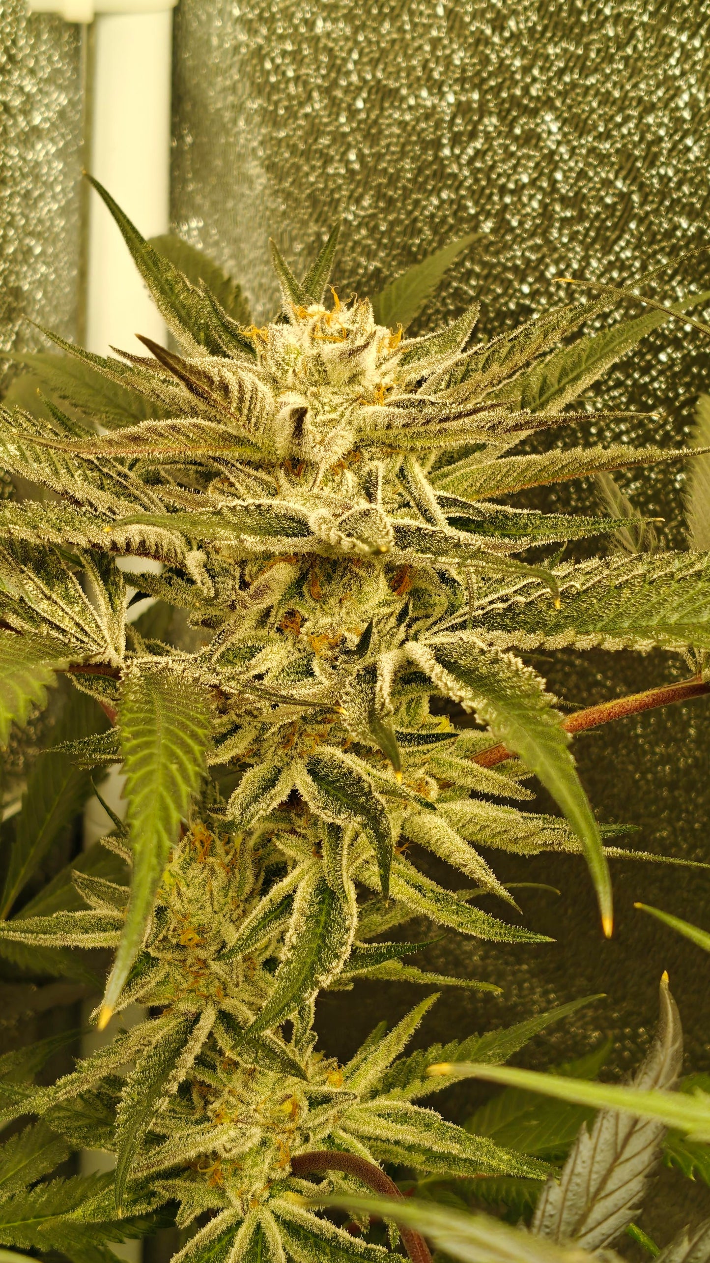 Hoodwink *LIMITED (fem)