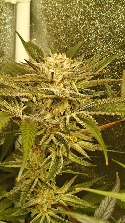 Hoodwink *LIMITED (fem)