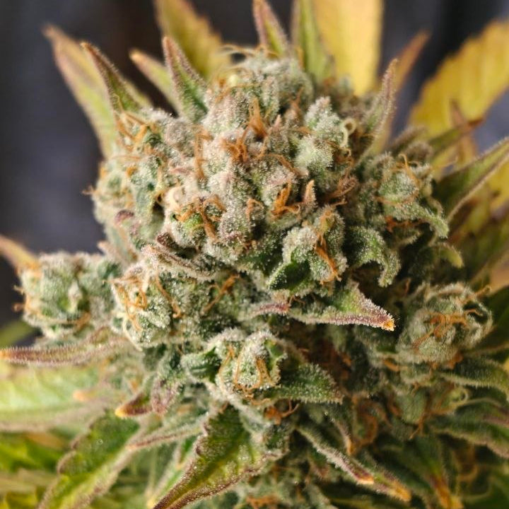 Sweet Stinky Cheese #4