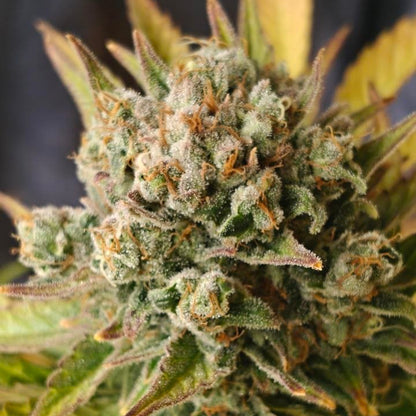 Sweet Stinky Cheese #4