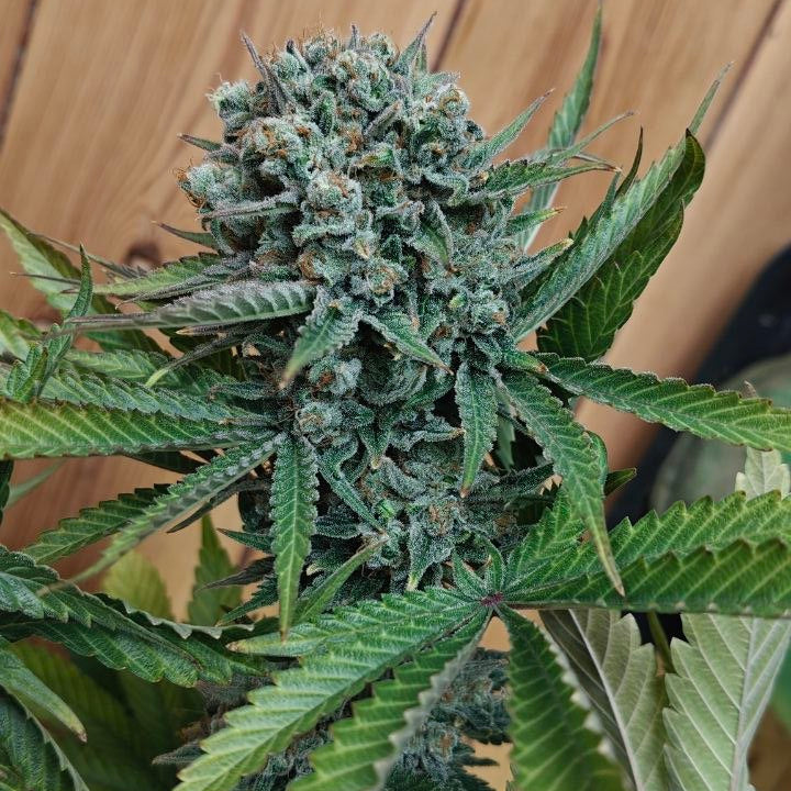 Sweet Stinky Cheese #4