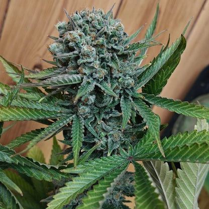Sweet Stinky Cheese #4