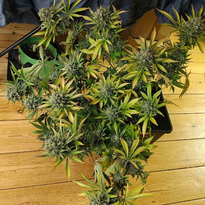 Sweet Stinky Cheese #4