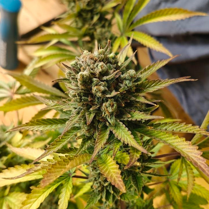 Sweet Stinky Cheese #4