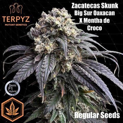 Zacatecas Skunk© Semi-F1 Reg