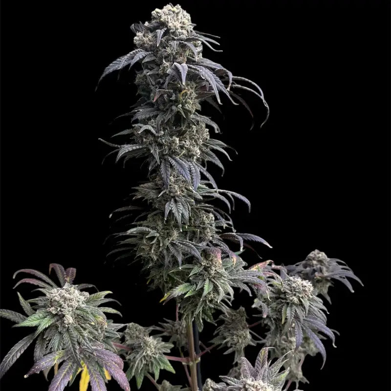 Zacatecas Skunk© Semi-F1 Reg