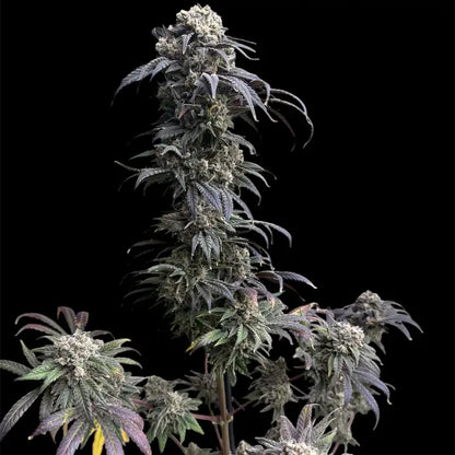 Zacatecas Skunk© Semi-F1 Reg