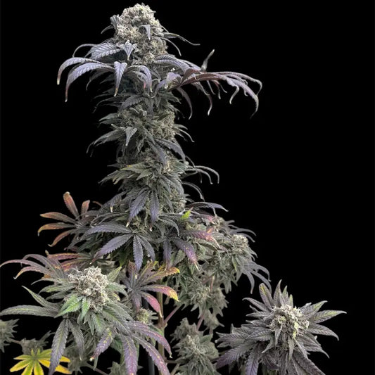 Zacatecas Skunk© Semi-F1 Reg